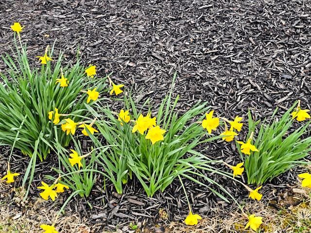 424 Sycamore Drive, Pickerington, OH 43147