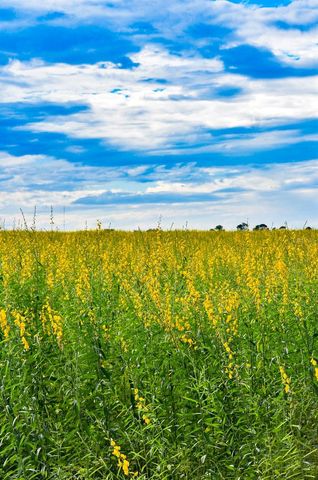 7296 NW 170TH STREET, Trenton, FL 32693