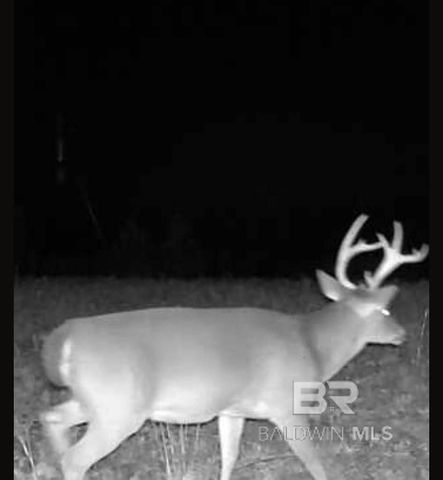 0 County Road 79, Waterloo, AL 36577