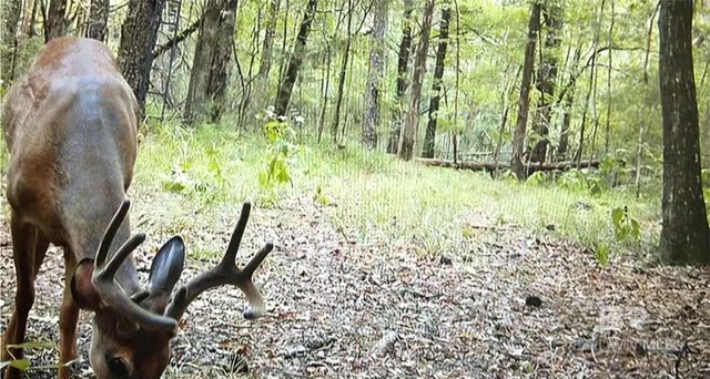 0 County Road 79, Waterloo, AL 36577