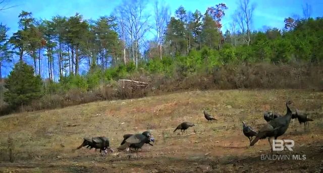 0 County Road 79, Waterloo, AL 36577