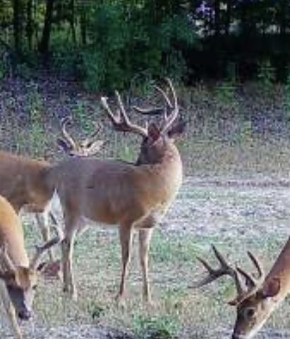 619 S Amber Road, Scottville, MI 49454