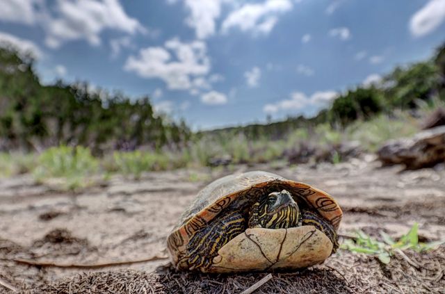 185 Cougar Park Rd, Hunt, TX 78024