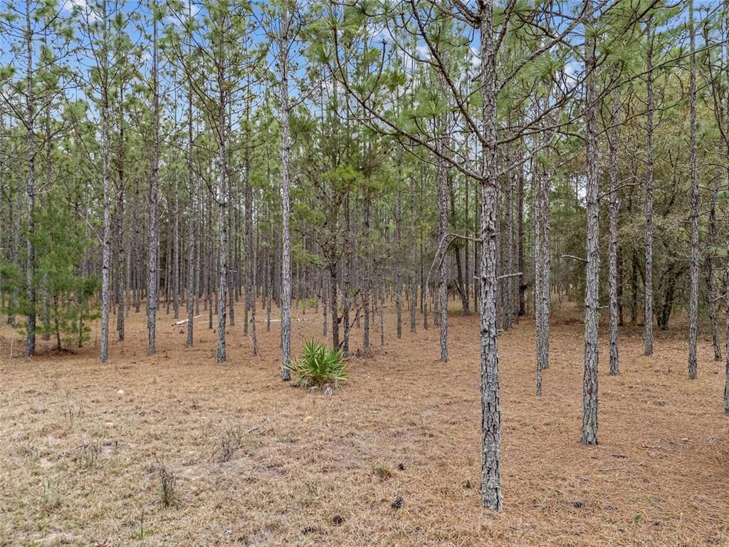 Image 21 of property listing at TBD N COUNTY ROAD 315, Melrose, FL 32666