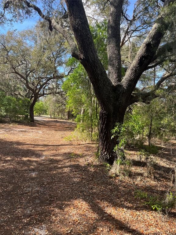 Image 6 of property listing at TBD N COUNTY ROAD 315, Melrose, FL 32666