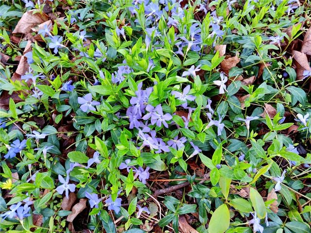 44 Elm Street, Oneonta, NY 13820