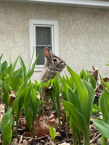 4506 Wentworth Avenue, Minneapolis, MN 55419