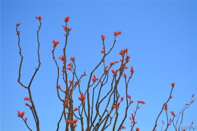 Lot 205 S Cortaro Road, Yucca, AZ 86438