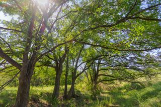 TBD County Road 180 Covered Meadows Ranch RD, Purmela, TX 76566