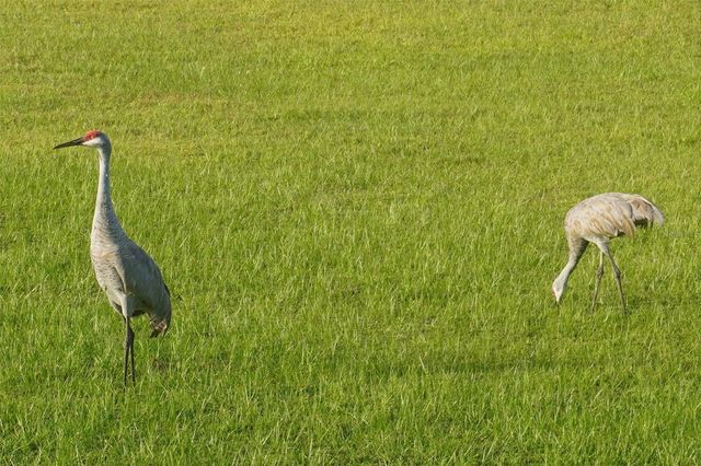 1315 YORKSHIRE COURT, Davenport, FL 33896