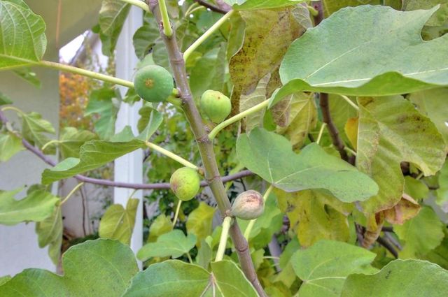 130 Little Johns Creek Dr, Oakdale, CA 95361