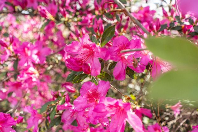 5603 Rushing River Drive, Houston, TX 77345