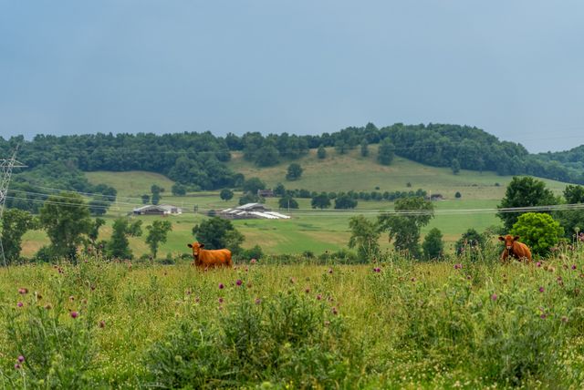 0 Ostella Rd, Cornersville, TN 37047