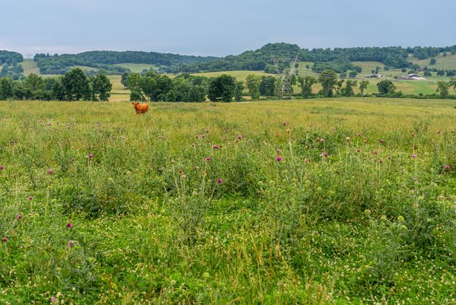 0 Ostella Rd, Cornersville, TN 37047