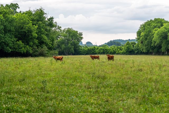 0 Ostella Rd, Cornersville, TN 37047