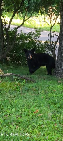 1380 Ski View Drive UNIT 3203, Gatlinburg, TN 37738