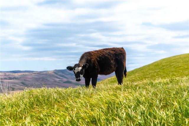 8050 Bitterwater Road, Shandon, CA 93461