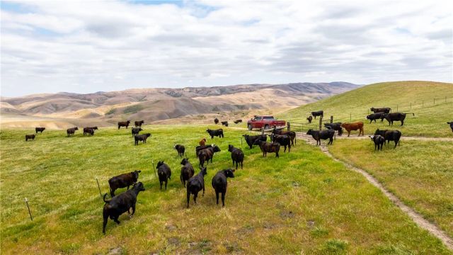 8050 Bitterwater Road, Shandon, CA 93461