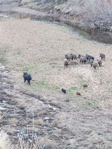 8050 Bitterwater Road, Shandon, CA 93461