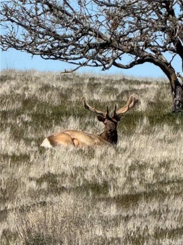 8050 Bitterwater Road, Shandon, CA 93461