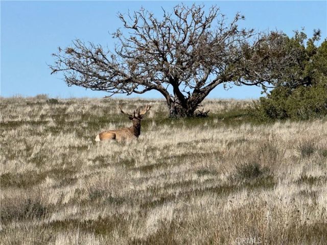 8050 Bitterwater Road, Shandon, CA 93461