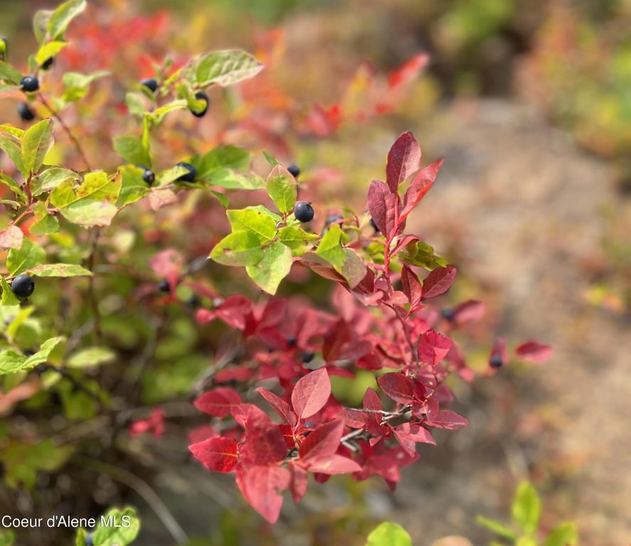 5 Crystal Springs Rd, Sandpoint, ID 83864 photo 39