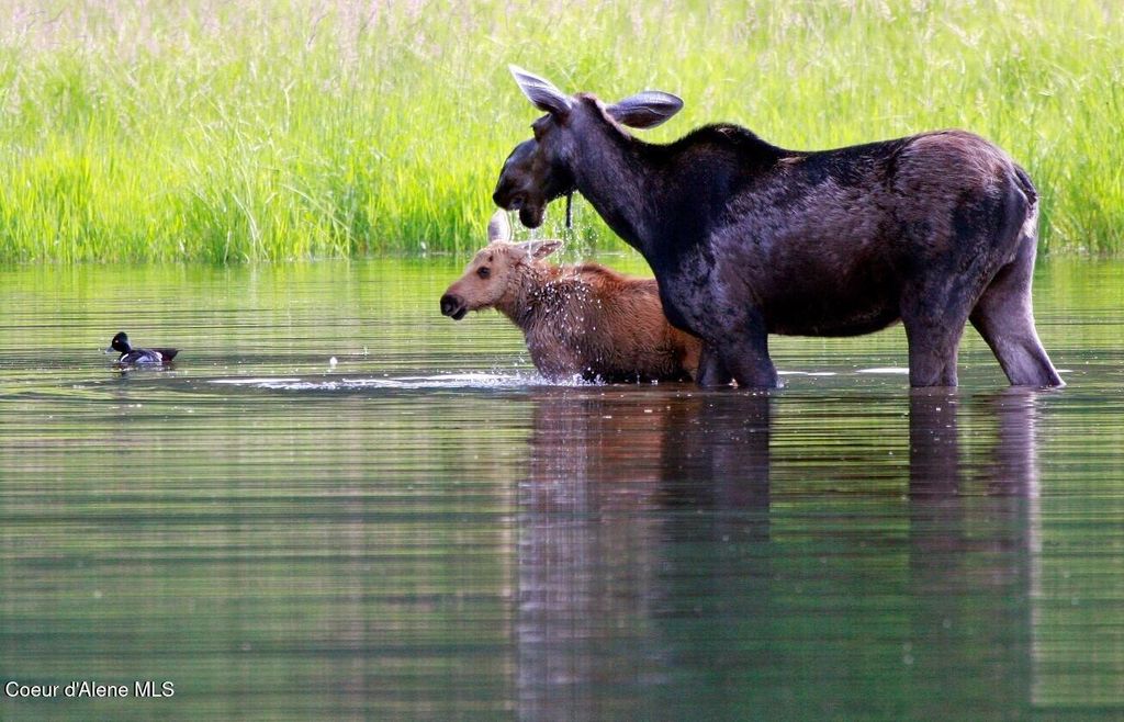 5 Crystal Springs Rd, Sandpoint, ID 83864 photo 70