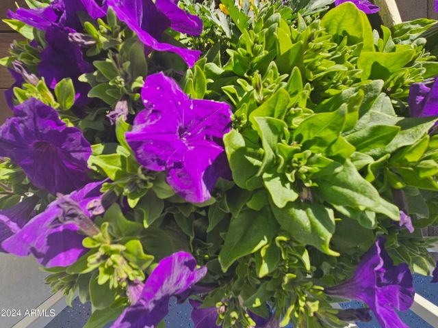 650 N Hawes Road 3202, Mesa, AZ 85207