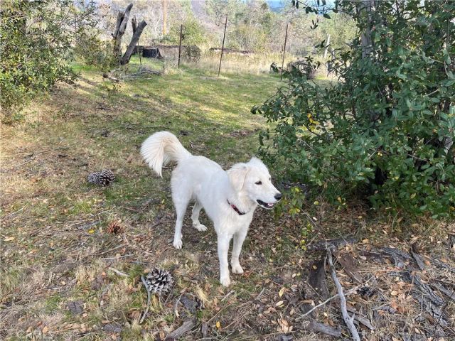 4934 Guadalupe Fire, Catheys Valley, CA 95306