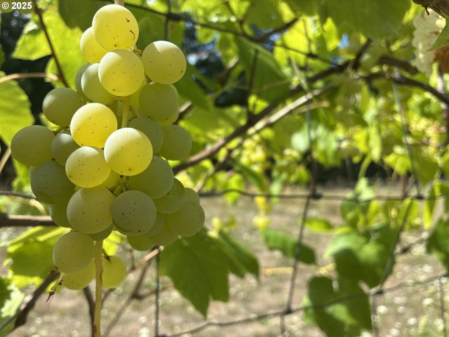 181 VADA St, Carson, WA 98610