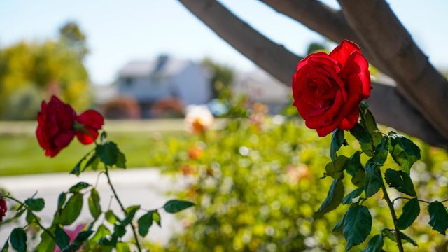 3170 Saddle Gulch Drive, Grand Junction, CO 81504