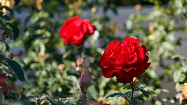 3170 Saddle Gulch Drive, Grand Junction, CO 81504