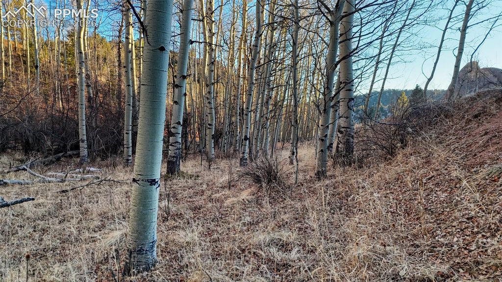 524 Buckhorn Road, Cripple Creek, CO 80813 — photo 5