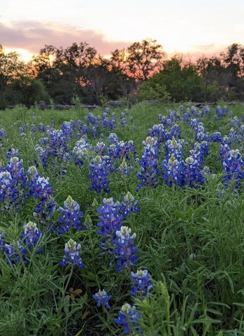 4006 Spanish Oak LN, Dripping Springs, TX 78620