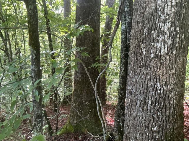 0 Mountain Brook Road, Dawsonville, GA 30534