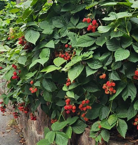 560 Worcester St, Wellesley, MA 02481