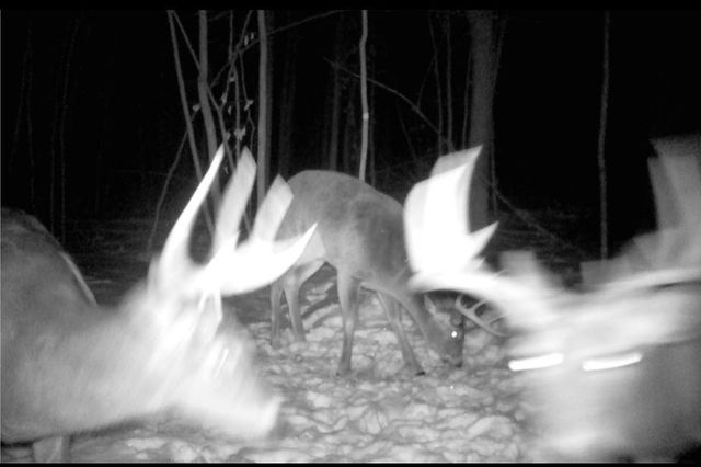 26904 Cedar Road, Cushing, MN 56443