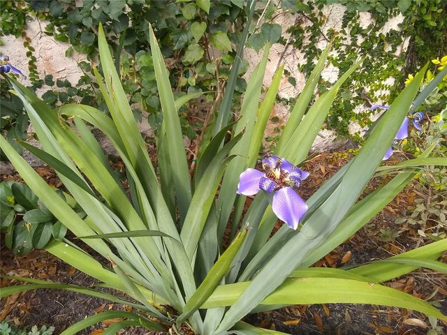 13812 MILL COVE CIRCLE 13812, Tampa, FL 33618