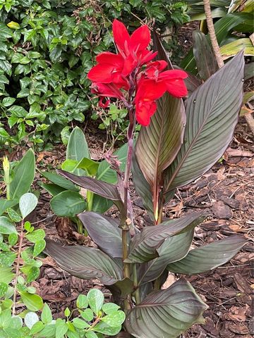 13812 MILL COVE CIRCLE 13812, Tampa, FL 33618