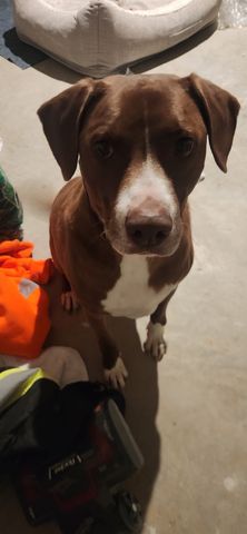 TBD Selma Drive, Little Elm, TX 75068