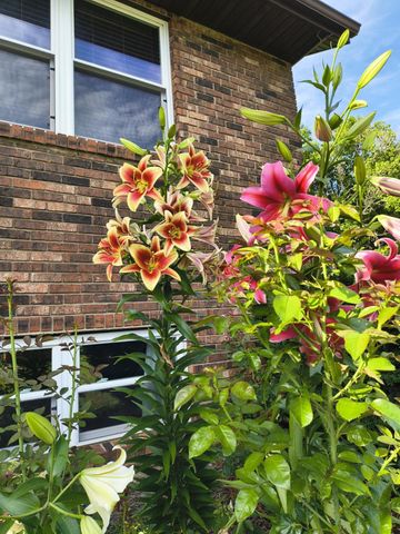 700 Owens Mill Road, Stockton, MO 65785