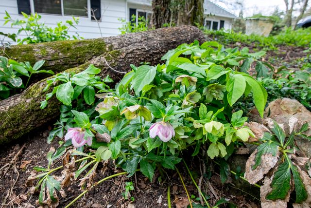 124 Lincoln Street, Lookout Mountain, TN 37350