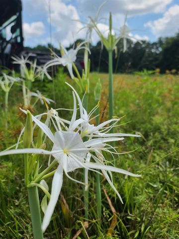 1269 Blackland Road, Oil Trough, AR 72564