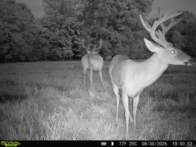 1269 Blackland Road, Oil Trough, AR 72564