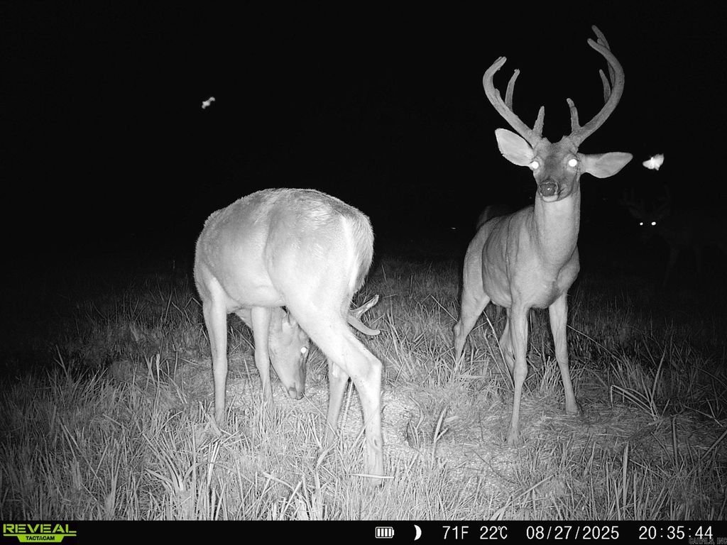 1269 Blackland Road, Oil Trough, AR 72564