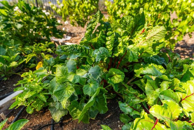 18264 AVENIDA MANANTIAL, Rancho Santa Fe, CA 92067