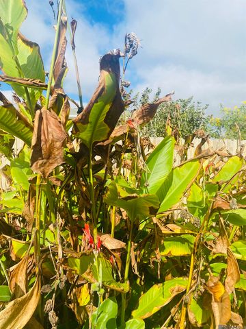 7013 Glenn St, Metairie, LA 70003