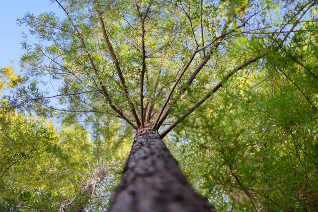 138 Stone Pine Lane, Menlo Park, CA 94025