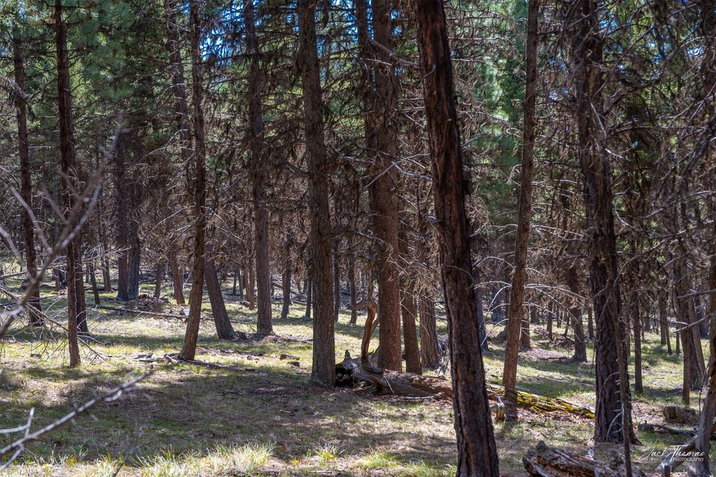 1050 Grandview Drive, Seeley Lake, MT 59868 photo 20