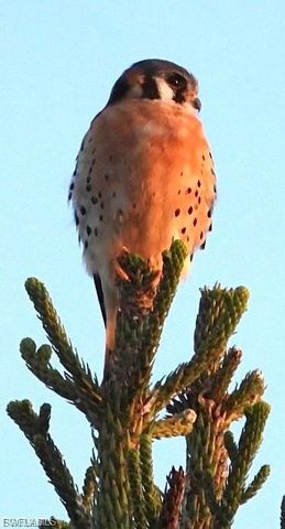 1356 Myerlee Country Club BLVD # 2, Fort Myers, FL 33919